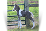~Northern Lights Some Gave All~'20 Silver Pearl Tobiano colt out of Foxy - VA