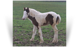 ~Northern Lights Summer Rose~'20 Silver Bay Tobiano filly out of Tequi - OH