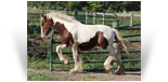 ~Northern Lights Prime Tequila~'21 Bay Tobiano colt out of Tequi - Available For Sale