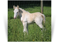 Currently For Sale - '20 Palomino Sabino Colt by Gondi - Located NLR