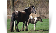 ~Northern Lights Take Me Away~ '16 Smoky Black Filly by Taj - pictured with her Colt - Ohio