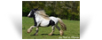 Camaro du Vallon ~ Black Pearl Tobiano Stallion - Owned by Les Irish de l'Olympe - France