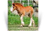 ~Northern Lights Cinnabun~ '16 Chestnut Filly by Cosmo - MO