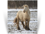 ~Northern Lights Elysian Fleur~ '18 Silver Smoky Cream Filly by Charlie - Northern Lights