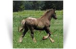 ~Northern Lights Stitch In Time~ '17 Black Appaloosa Colt by Masque -  NY
