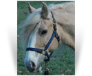 ~ MF Golden Charm ~ Owned by Alaria Moss - USA