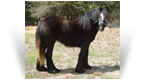 ~Miss Abby~ '07 Black Mare by Lottery Horse - Status Unknown