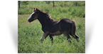 ~Northern Lights Ricochet~'19 Black Pearl Filly by Charlie - SD