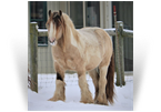 ~Northern Lights Optimus Prime~'13 Silver Buckskin Tobiano Stallion by Cosmo - Northern Lights Ranch