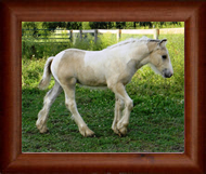 ~ Northern Lights Cosmic Cyclone of FHG ~ '14 Buckskin Colt by Cosmo - owned by FHG in Kansas
