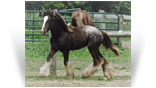 ~ Northern Lights Twisted Carnivale ~ Black Appaloosa - out of Twister - owned by Northern Lights Ranch