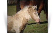 ~Northern Lights Pearl Haven Majesty~'19 Smoky Black Pearl Tobiano filly by Charlie - MO