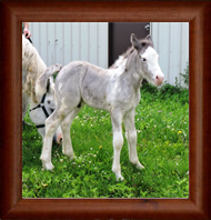 ~Northern Lights Imperial Deception ~ Sabino & Appaloosa - Out of E'rial - Wisconsin