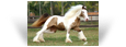 Faith des Pres Secs ~ 1.5yo Double Pearl Tobiano filly - Owned by Royal  Gypsy Horse - Brazil