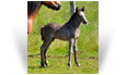 Gealan des Pres Secs ~ 12 day old Smoky Black colt - Owned by Les Pres Secs - France
