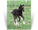 ~ Northern Lights Cosmic Revolution ~ '15 Colt Smoky Black Appy - out of Apple - Canada