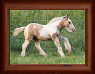 ~ Northern Lights StarScream ~ '13 Colt out of E'rial - Wisconsin