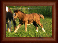 ~ Northern Lights Cosmic Roulette ~ '13 filly out of Twister - OH