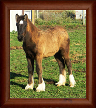 ~ Northern Lights Stella Artois ~ '12 Filly out of Apple - Utah