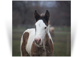 ~Northern Lights A Summer Rose~ - '20 Bay Tobiano Filly by Taj - Texas