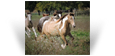 Foxy des Pres Secs ~ 1.5 yo Double Pearl Tobiano Filly - Owned by Northern Lights Ranch - USA