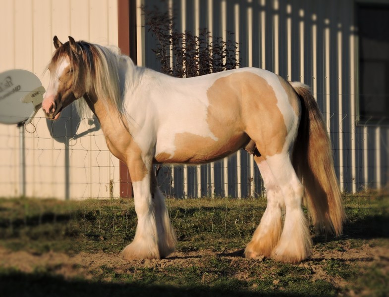 gypsy vanner buckskin paint