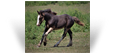 ~Northern Lights Ricochet~'19 Black Pearl filly out of Ruby - SD