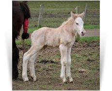 ~Northern Lights Serena~'19 Palomino Sabino Filly out of Satin - NY