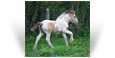~Northern Lights Tempt Me Again~'19 Buckskin Tobiano Filly out of Temp - SD