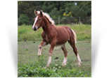 ~Northern Lights Rodimis Prime~'20 Silver Bay colt out of Ruby - WI