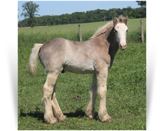 ~Northern Lights Seaghda Sirius~'20 Smoky Black Sabino Colt out of Satin - WV