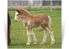 ~Northern Lights Satin Bliss~'21 Black Sabino filly out of Satin - NY