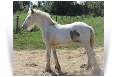 ~Northern Lights American Dream~'21 Black Sabino Pintaloosa colt out of Temp - OH