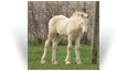 ~Northern Lights Dancing Aurora Borealis~'21 Perlino Filly out of Kyrie - WV