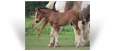 **For Sale - 2021 Bay Pearl Colt out of Almond Mocha - Northern Lights