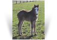 Available - Northern Lights Remington Smoke - 2021 Smoky Black Colt out of Candy - Northern Lights
