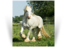 Clononeen White Desert Prince