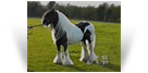 Old Kent Horse