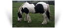 The Coal Horse