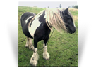 The Irish Filly / Mare