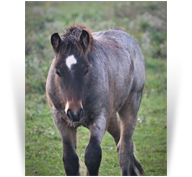 ~Northern Lights Crusader~ '18 Bay Roan Colt by Celt - Texas