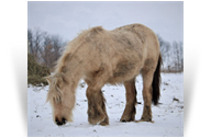 ~Northern Lights Koura Parakoure~ '17 Palomino Filly by Taj - Northern Lights