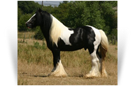 The Lottery Horse