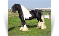 Nobby