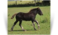 ~Northern Lights Celtic Storm~ - '19 Black Filly by Celt - Kentucky