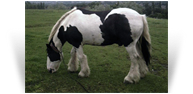 The Coal Horse