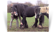 The Old Black Horse