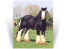 Bob The Blagdon