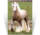Goldwyn DuVallon