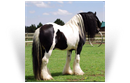 Gypsy Elite Pride And Joy